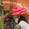 Epiphyllum hybridus
